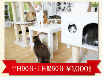 保護猫カフェ&猫ホテル ねこんチ