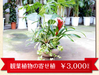 ドヰ植物園