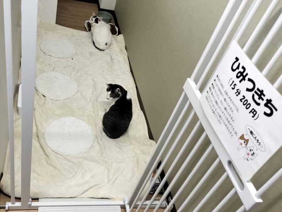 ねこんチ 貸切小部屋「ひみつきち」 15分