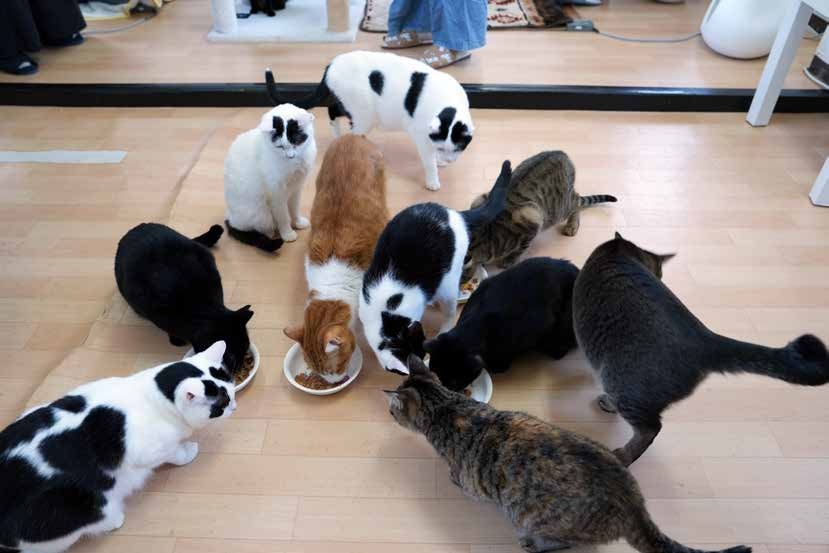ねこんチ 店内・お料理